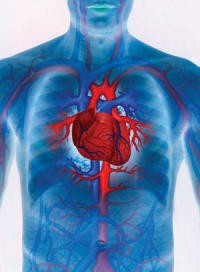 El ajo tiene propiedades beneficiosas para el corazon y le sistema cardiovascular