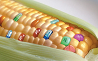 El maiz también se ha utilizado como alimento transgenico