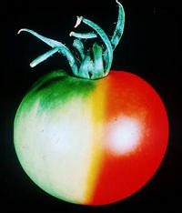 tomate transgénico